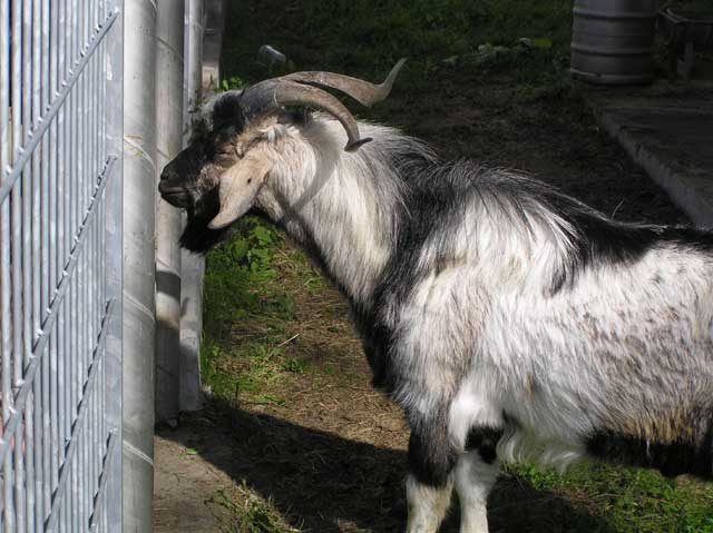 P6030029